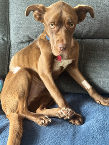 Donate to Rescue and Name 2 Precious Dogs in Need!