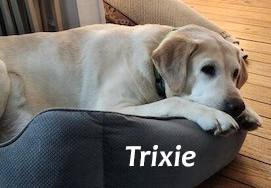 Brookline Labrador Retriever Rescue, Inc