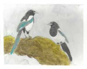 Magpies