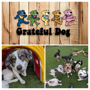 Dog Daycare and Training Session