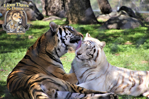 Lions and Tigers and Bears Sanctuary