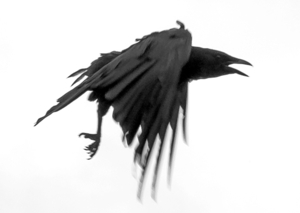 Robert Bean