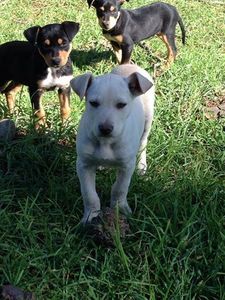 Working Cattle Dog Pup