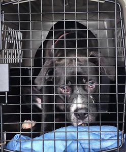 Donate to Help HART rescue a Dog!