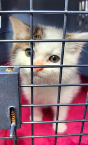 Donate to Help HART rescue a Cat!