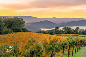 Calistoga Dreaming