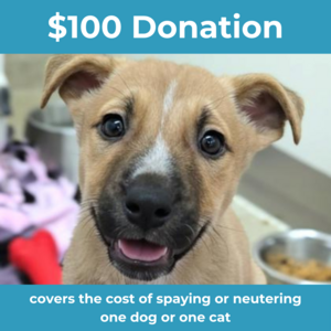 4 - $100 Donation To Northwoods Humane Society
