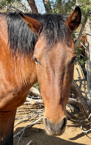 Sponsor a Super Mother Mare