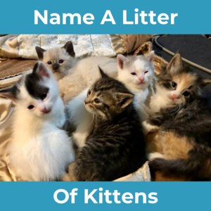 Name A Litter Of Kittens