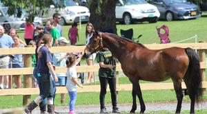 UVM Morgan Horse Farm Adult Season Pass