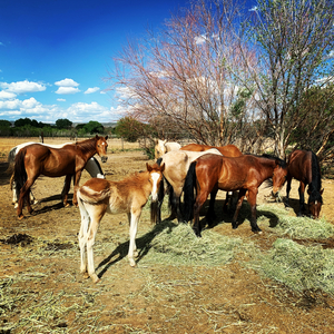 Sponsor 3 Mustang Mares