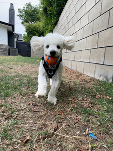 Playful Pup Experience: Play Date with Dandy