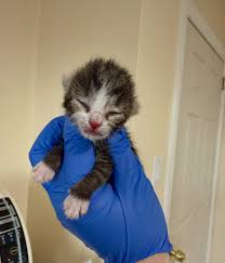 Donate to Help HART Buy a Kitten Incubator!