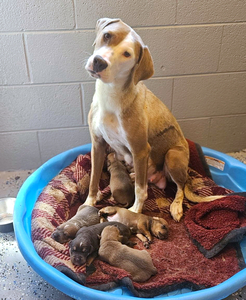 Be a Rescue Hero!