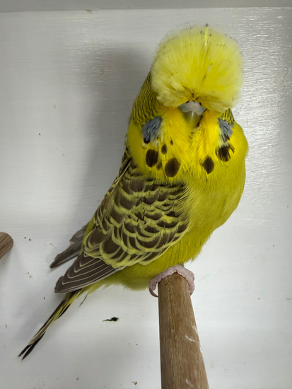 NB4 budgerigars