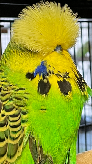 HHH Budgerigars