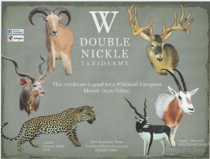 Whitetail European Mount - Double Nickle Taxidermy