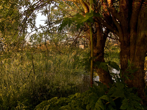 Crab Park Carboniferous