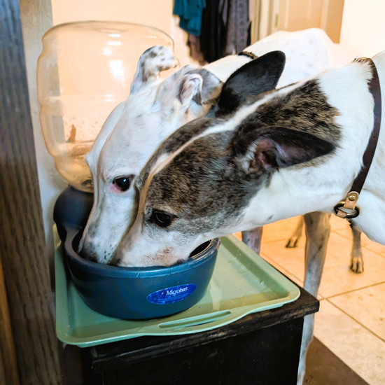 Greyhound Adoption League - Central Texas