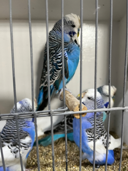 ANTHONY STARCEVIC - AS1 BUDGERIGARS