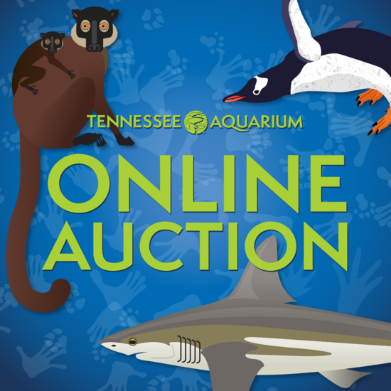 Tennessee Aquarium