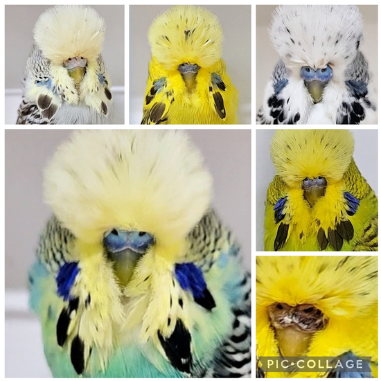 Matt Troy