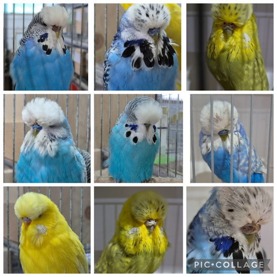 Dianne pinney reduction sale