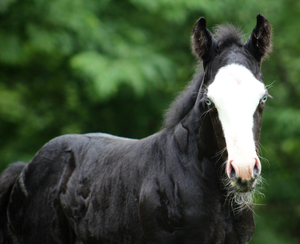 Black Voodoo Dr x Shadow Blast Whiz filly