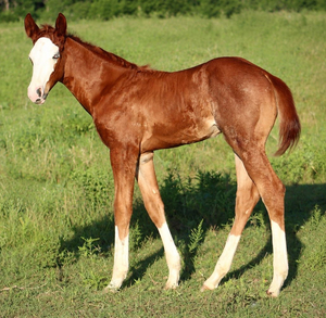 Black Voodoo Dr x Scarlett Blue Bailey colt