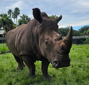 Rhino Encounter