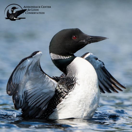 Adirondack Center for Loon Conservation