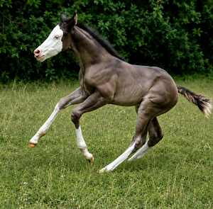 Justa Splash Bomb x BLACK GOTTA GUN DAUGHTER filly