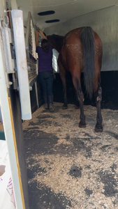 Trailer Loading Training Session w/ Ashlyn Grizzi