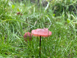 Mushroom