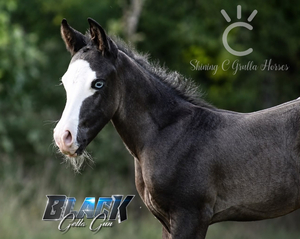 Black Gotta Gun x Kitty Josy Kicker colt