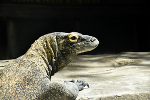 Komodo Dragon Encounter