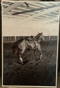 Caballo Dorado