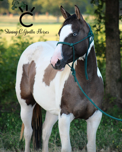 DBL Dun Blue * OFFERED WITH A BREEDING*