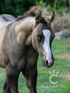 Justa Splash Bomb x Many Doves colt