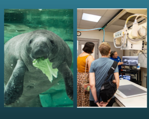 Animal Hospital & Manatee River tour