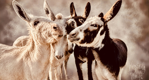 Stay at the new Ranch in Santa Ynez Valley CA
