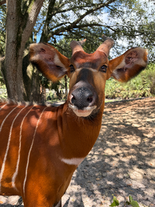 Bongo Encounter