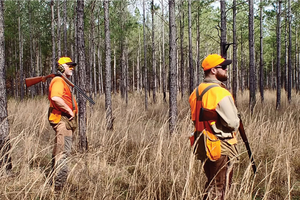 Exclusive Yellowhammer Preserve Quail Hunting