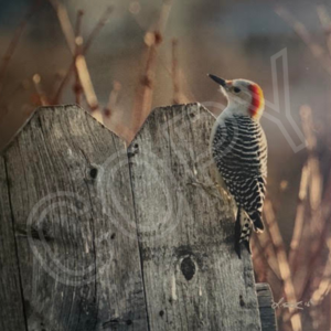 Red-Bellied Woodpecker Photograph