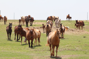 2026 BBR FOALS INFO