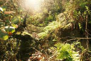 Welcome to the Jungle