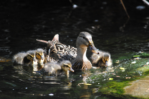Duck Squad