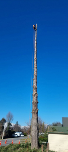 Tree Trimming and Tree Removal