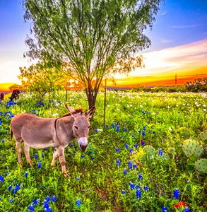 “Bluebonnets and the Easter Donkey” Canvas Art
