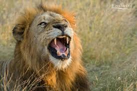 6 Night African Photo Safari for 2 guests
